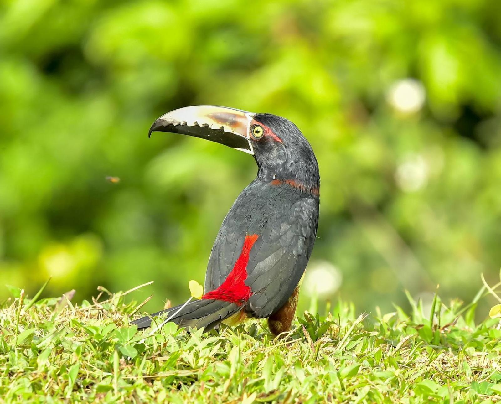Arenal Villas Tranquilas, Free-Standing Equipped Houses ヌエボ・アレナル エクステリア 写真